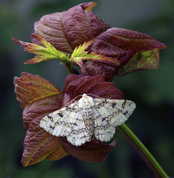 Ascotis selenaria (Schiffermüller, 1775) - Пяденица дымчатая полынная (лунчатая)