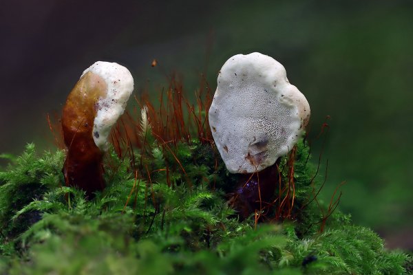 IMG_0474-1 Трутовик Швейница (Phaeolus schweinitzii) или это трутовик лакированный (Ganoderma lucidum)