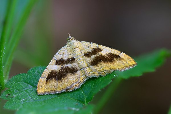 IMG_1199-1  Пяденица-обдирало (erannis defoliaria)