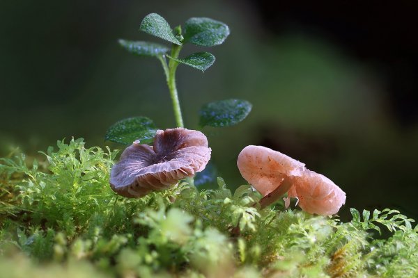 IMG_1331-1  Мицена чистая Mycena pura.