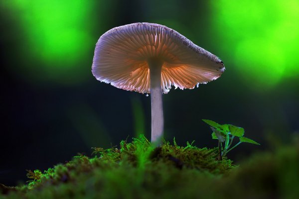 IMG_1919-1  Неопределенный мною гриб