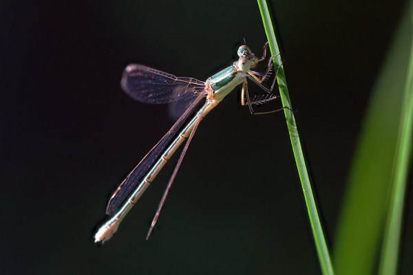 +IMG_2323-1  Лютка-дриада chalcolestes viridis