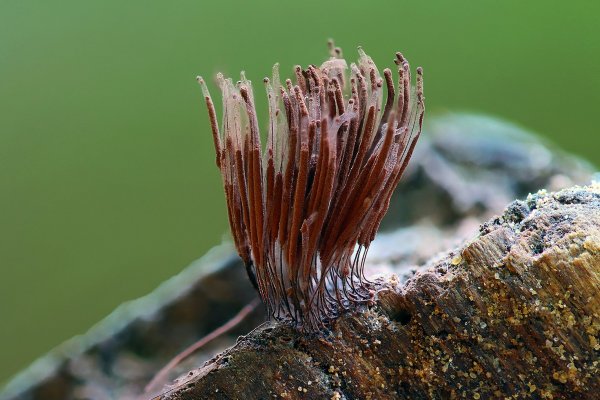 IMG_2727-1 Слизевик Стемонитис бурый,   Stemonitis fusca