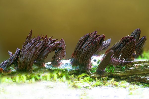 IMG_2929-1  Слизевик Стемонитис бурый,   Stemonitis fusca