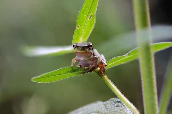+IMG_2969-1  Квакшуненок совсем молоденький