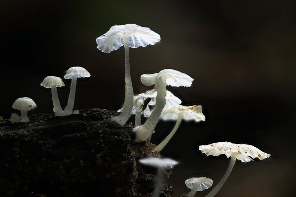 IMG_3333-1   Хрустальные грибочки