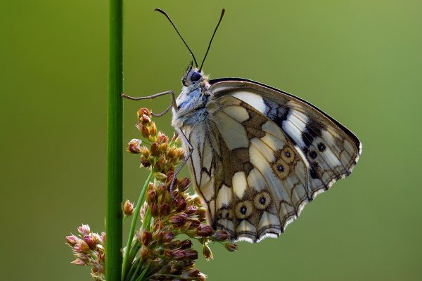 +IMG_3333-1   Пестроглазка галатея melanargia galathea