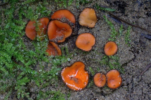 IMG_3663-1  Скутеллиния щитовидная (лат. Scutellinia scutellata)