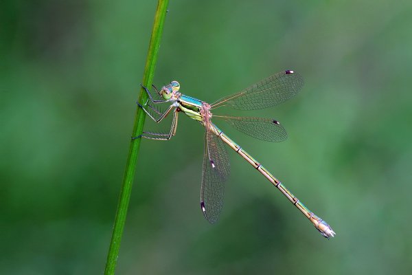 IMG_3663-1   лютка дикая – lestes barbarus