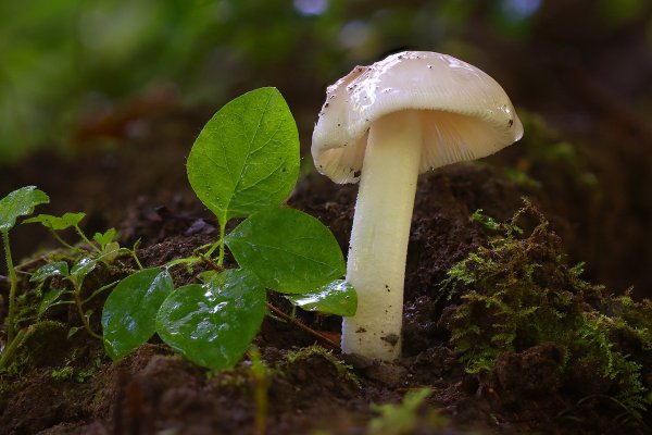 +IMG_3696-1  Гриб поплавок белый (Amanita vaginata)