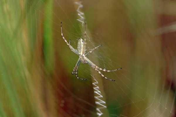 IMG_3959-1 Аргиопа брюнниха argiope bruennichi
