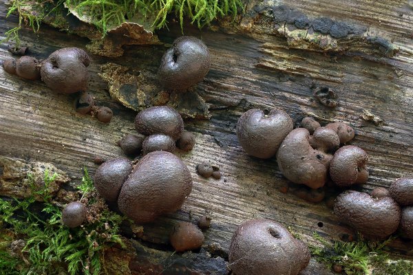 IMG_4114-1  Слизевики Ликогала древесинная (лат. Lycogala epidendrum)
