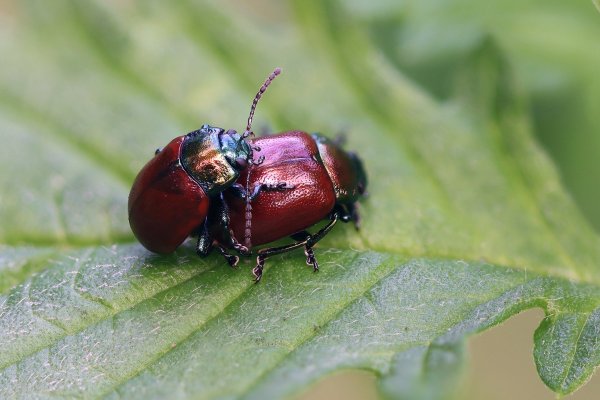 IMG_4202-1 Листоед мятный (Chrysolina polita) .