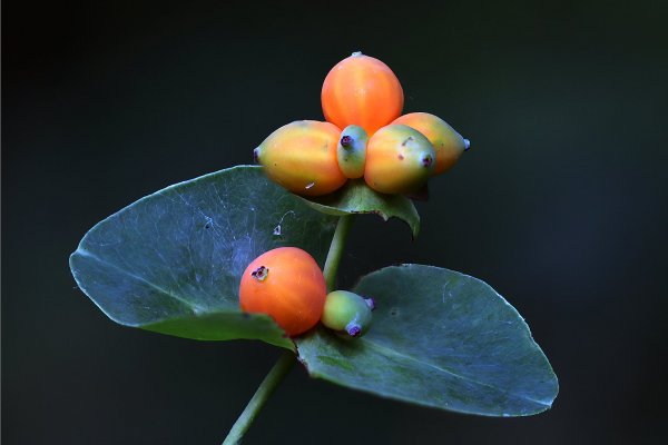 IMG_4411-1  Жимолость каприфоль (Lonicera caprifolium).
