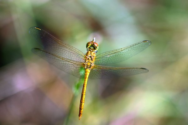 IMG_4788-1  Стрекоза желтая sympetrum flaveolum