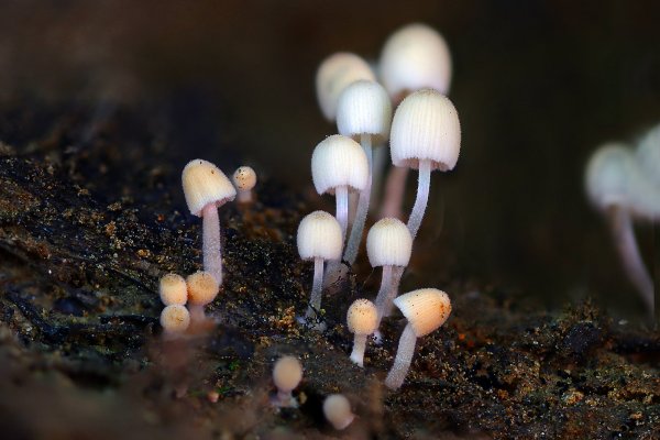 IMG_4848-1 Навозник рассеянный coprinus disseminatus