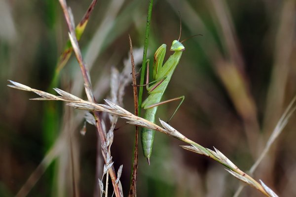 IMG_4868-1 Богомол обыкновенный mantis religiosa
