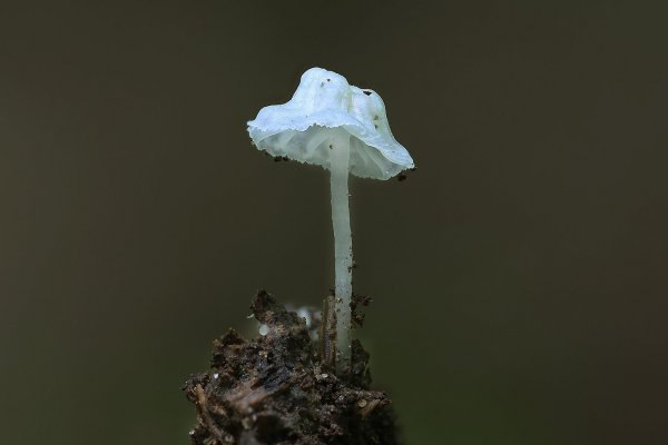 Plants and mushrooms