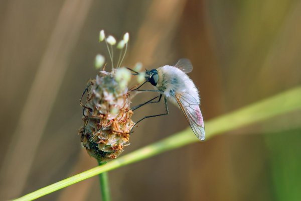 IMG_5005-1 Жужжало большой bombylius major