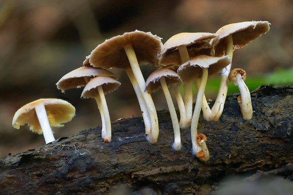 IMG_5151-1  Псатирелла кандоллеана Psathyrella candolleana