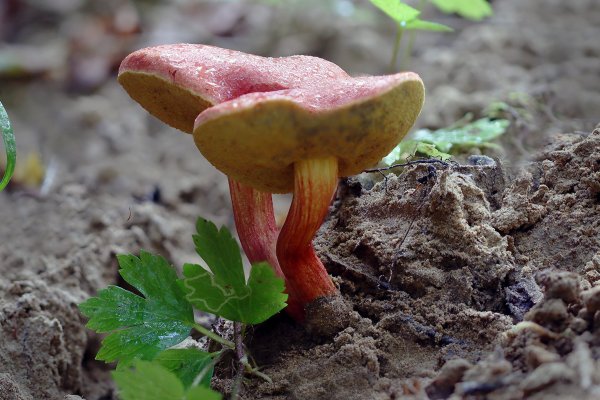 Plants and mushrooms