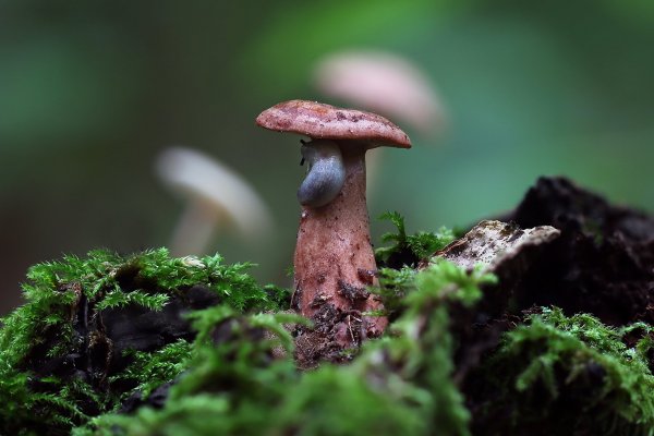 IMG_5212 -1  Млечник серо-розовый (Lactarius helvus)