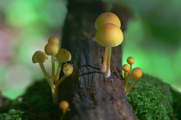 IMG_5335-1  МиценаMycena epipterygia