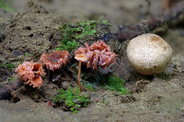 Plants and mushrooms