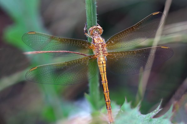 IMG_5444-1 Стрекоза симпетрум sympetrum meridionale