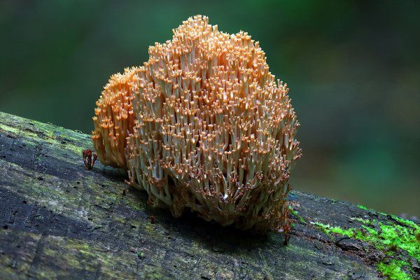 Plants and mushrooms