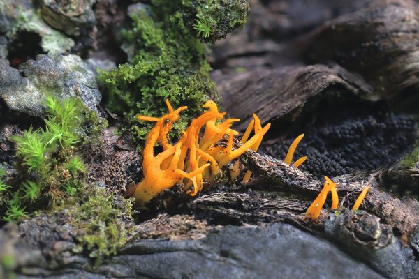IMG_5599-1 Калоцера клейкая calocera viscosa