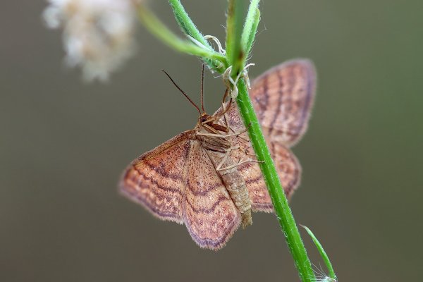 IMG_6171-1 Пяденица idaea ochrata