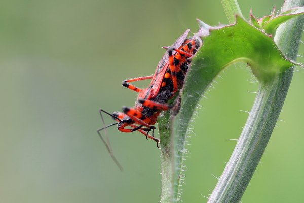 IMG_6494-1 Клоп-хищнец Rhynocoris iracundus