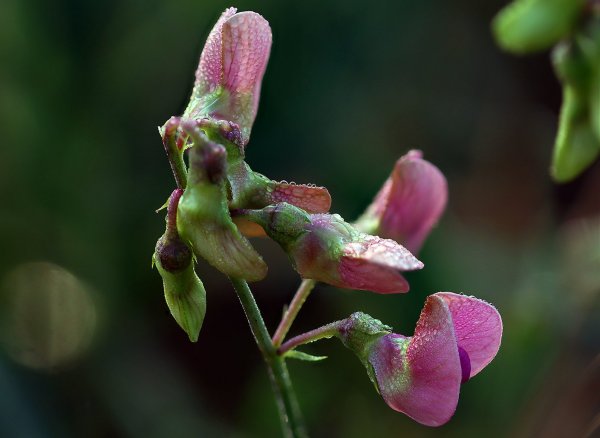 IMG_6808-1  Чина душистая, Lathyrus odoratus
