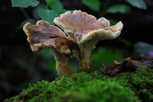 IMG_7020-1 копия  Пилолистник бокаловидный (Neolentinus cyathiformis)