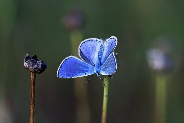 IMG_7171-1 Голубянка икар (лат. Polyommatus icarus)