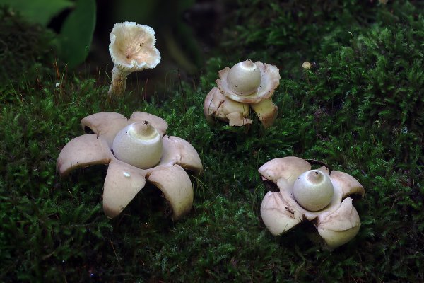 IMG_7212-1  - Звездовик сводчатый geastrum triplex