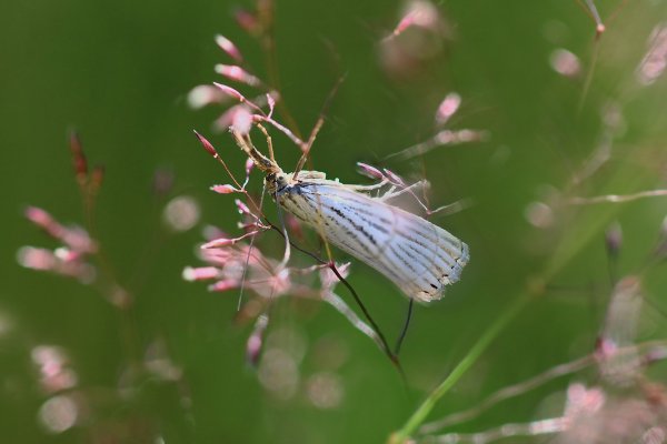 IMG_7328-1 Огнёвка-травянка chrysocrambus craterella