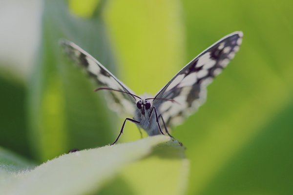 IMG_7422-1  Пестроглазка галатея melanargia galathea