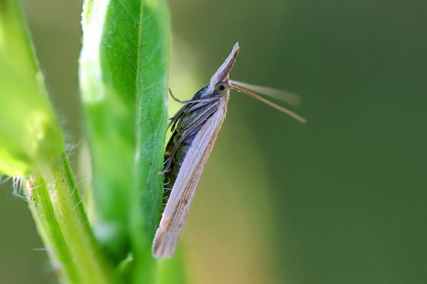 IMG_7435-1  Моль chrysoteuchia culmella