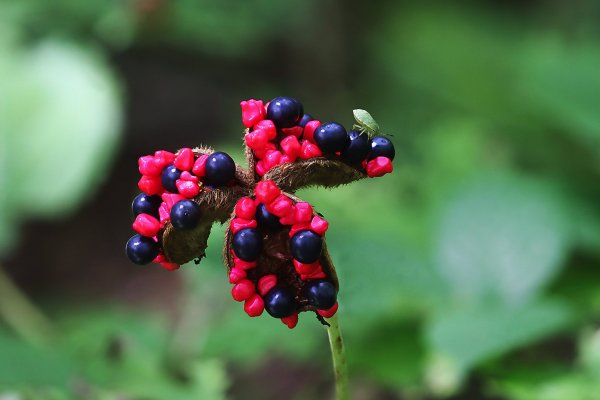 IMG_7557-1 Пион Виттмана (лат. Paeonia wittmanniana)