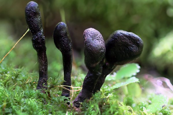Plants and mushrooms
