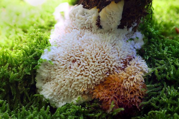 Plants and mushrooms