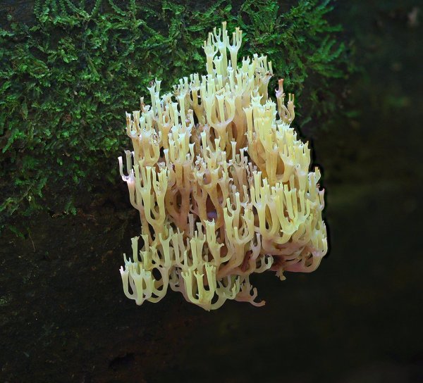 IMG_9171-1  Клавикорона крыночковидная artomyces