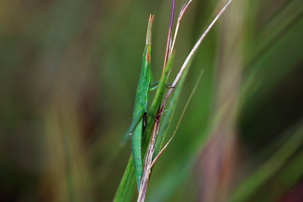 IMG_9323-1  Акридка молоденькая зеленая