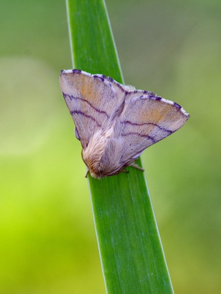 Malacosoma neustria (Linnaeus, 1758)