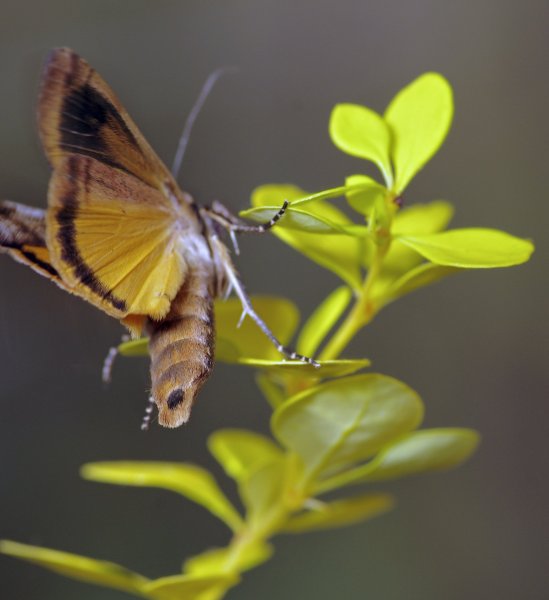 Noctua pronuba (Linnaeus, 1758) (2)