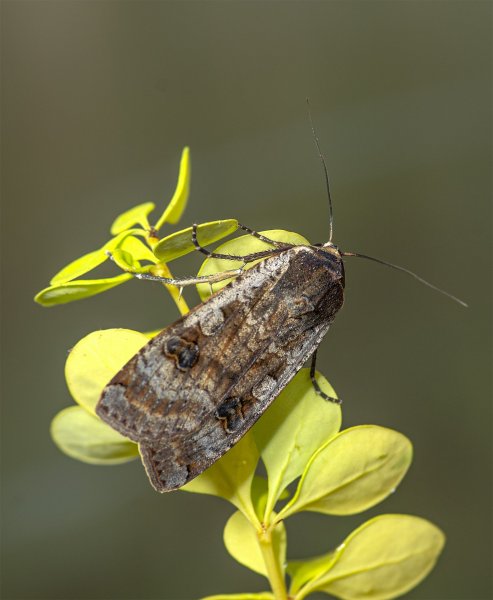 Noctua pronuba Linnaeus, 1758.