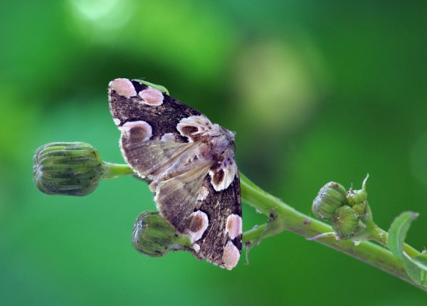 Thyatira batis (Linnaeus, 1758)