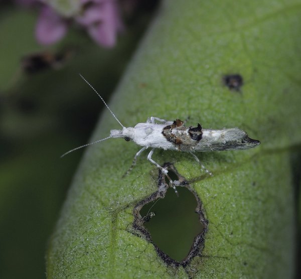 Ypsolopha asperella (Linnaeus, 1761) - Серпокрылая моль яблоневая
